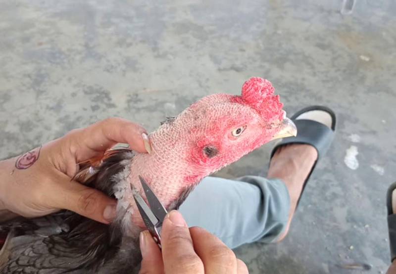 Cách Tỉa Lông Gà Đẹp Để Gà Thêm Phong Độ Và Sung Sức 4 Bí quyết để gà sau khi tỉa lông thêm phong độ