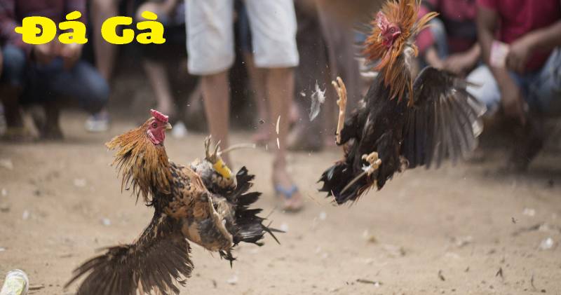 Đá Gà Thomo Là Gì? Tìm Hiểu Từ A Đến Z Về Trường Gà Nổi Tiếng 5 Đá gà Thomo và sự gắn bó với dân chơi Việt