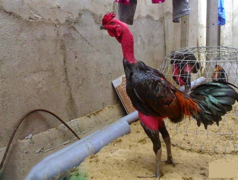 Những Giống Gà Chọi Nổi Tiếng Tại Việt Nam - Chiến Kê Huyền Thoại 5 Ga choi Van Ho