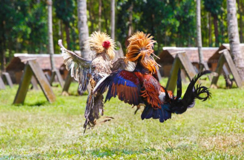 Cách Phân Biệt Gà Chọi Và Gà Đá Để Cược Cho Dân Chơi 2 Gà chọi và gà đá