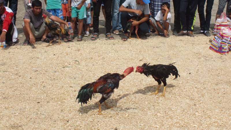 Sân Đá Gà Chuyên Nghiệp Tại Việt Nam – Nơi Hội Tụ Đam Mê 4 Luật lệ và sự công bằng trong thi đấu