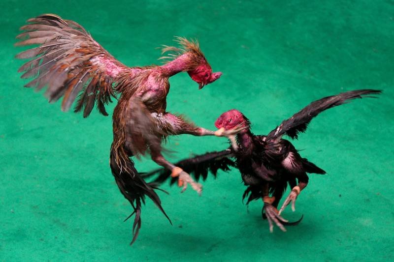 Cách Phân Biệt Gà Chọi Và Gà Đá Để Cược Cho Dân Chơi 3 Ngoại hình