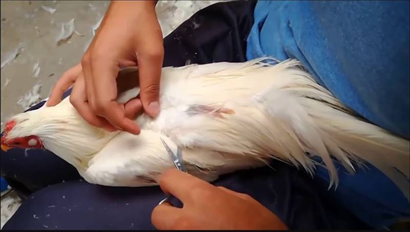 Cách Tỉa Lông Gà Đẹp Để Gà Thêm Phong Độ Và Sung Sức 5 Những sai lầm thường gặp khi tỉa lông gà