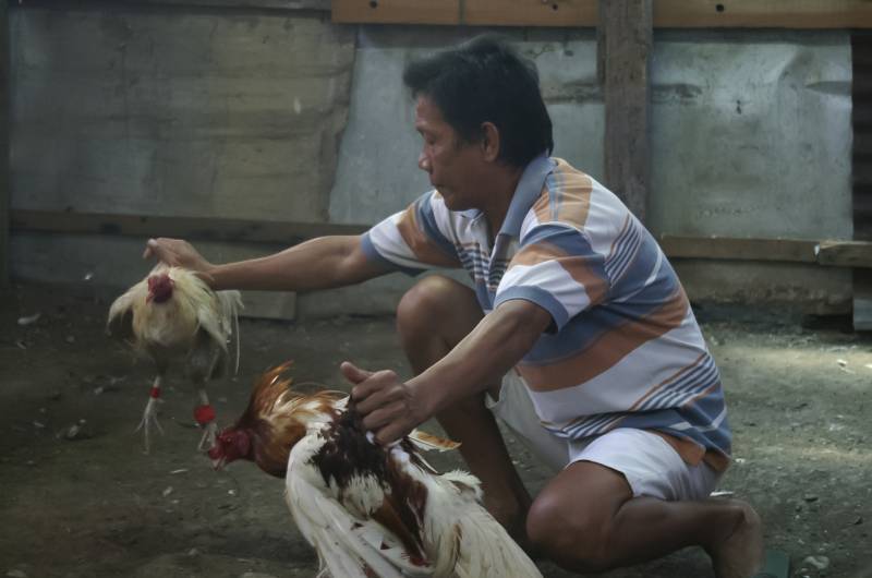Đá Gà Cựa Dao Philippines Là Gì? Bộ Môn Gà Chọi Đầy Kịch Tính 4 Sự kịch tính và sức hút đặc biệt của gà cựa dao