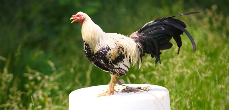 Cách Đánh Giá Gà Đá Để Chọn Ra Chiến Binh Xuất Sắc 2 Thần thái và tính cách