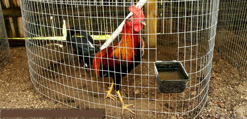 Cách Làm Chuồng Gà Cho Gà Đá Vừa Chắc Chắn Vừa Thoáng Mát 4 Thiết kế chuồng thoáng mát và chống nóng hiệu quả
