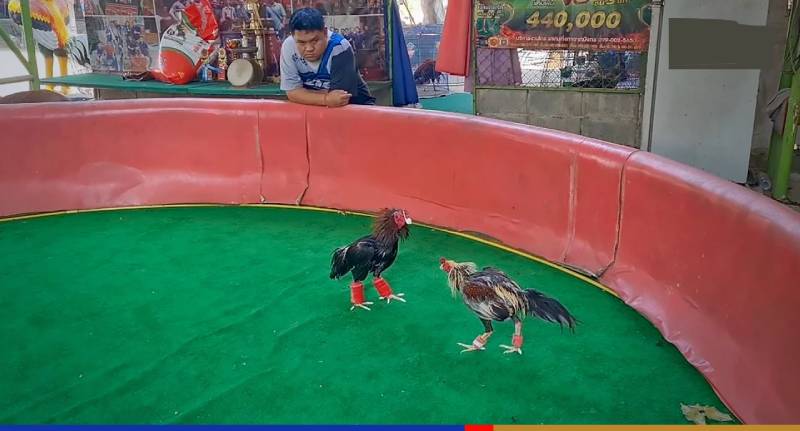 Sân Đá Gà Chuyên Nghiệp Tại Việt Nam – Nơi Hội Tụ Đam Mê 5 Trải nghiệm thực tế tại sân đá gà chuyên nghiệp
